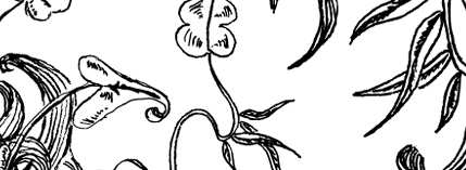 Hand-drawn Decorative Ornaments II