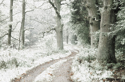 Infrared Photo Effect In Photoshop