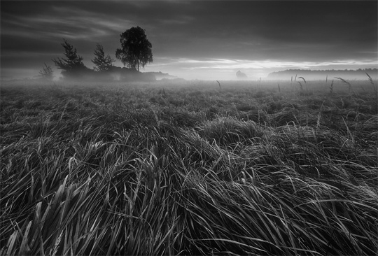 black and white photography nature