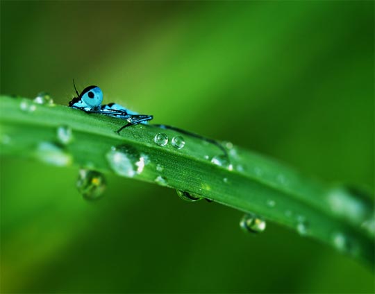 macro photography