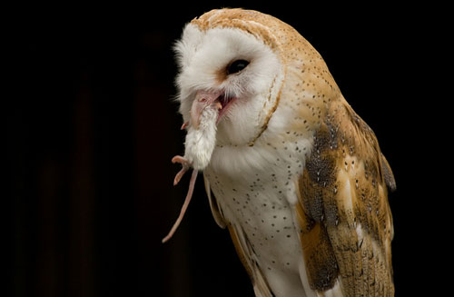 Lechuza comer un ratón blanco pequeño