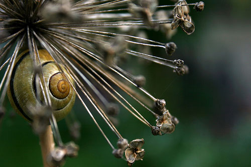 caracol ático