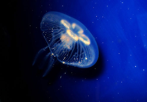 Magical Jellyfish!