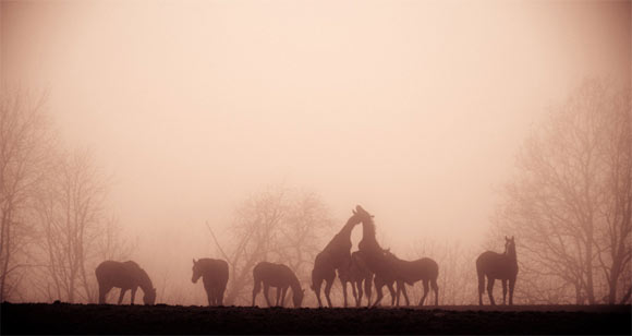 55幅非常漂亮的雾景摄影作品欣赏
