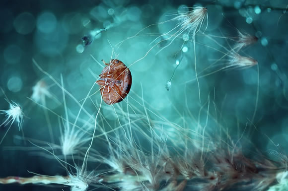 25 Inpiring Examples of Macro Photography 25 Inpiring Examples of Macro Photography
