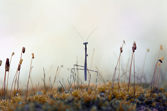 25 Inpiring Examples of Macro Photography 25 Inpiring Examples of Macro Photography
