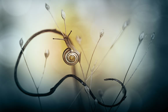 25 Inpiring Examples of Macro Photography 25 Inpiring Examples of Macro Photography