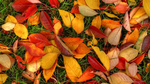 14 Colorful Autumn Wallpapers 14 Colorful Autumn Wallpapers