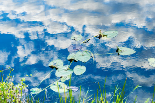 This is a horizontal, color, royalty free stock photograph shot with a Nikon D800 DSLR camera. It is a winter afternoon in South Florida's Everglades National Park, an international travel destination. Photographed on Anihinga Trail. The bright day time sky with bright blue sky and white clouds reflects on the tranquil water's surface. Lilly pad floats on this wetland landscape.