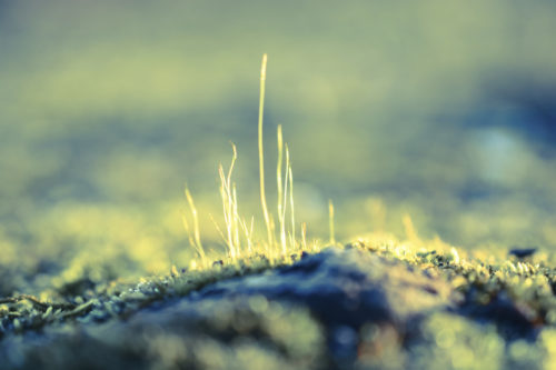 A macro shot of strands of moss on a stone - vibrant colors, surreal looking.