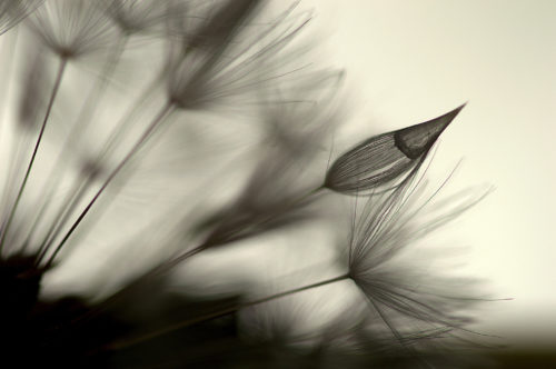 Black and white image of a Dandelion detail close-up macro, with wet tip looking like fine paint brush.